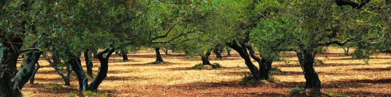 Tasting the green gold in a private family-owned Olive Grove