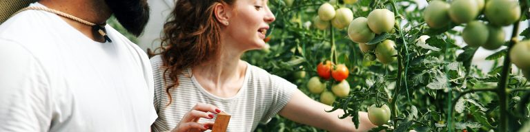 Harvesting Sunshine: The Ultimate Tomato Picking Adventure
